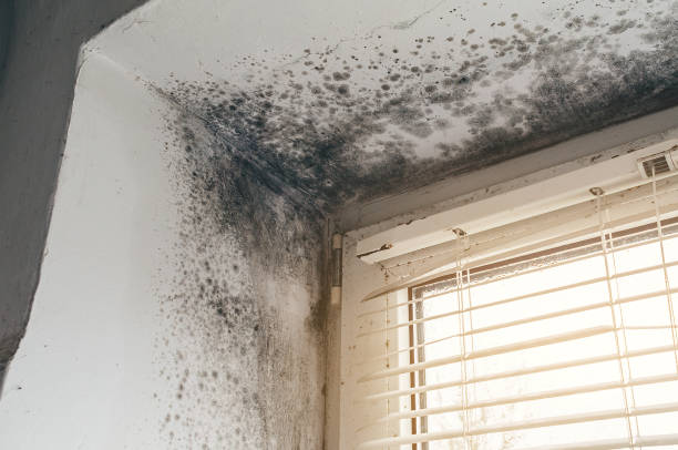 Affordable Mold Cleanup solutions in Williamston, NC